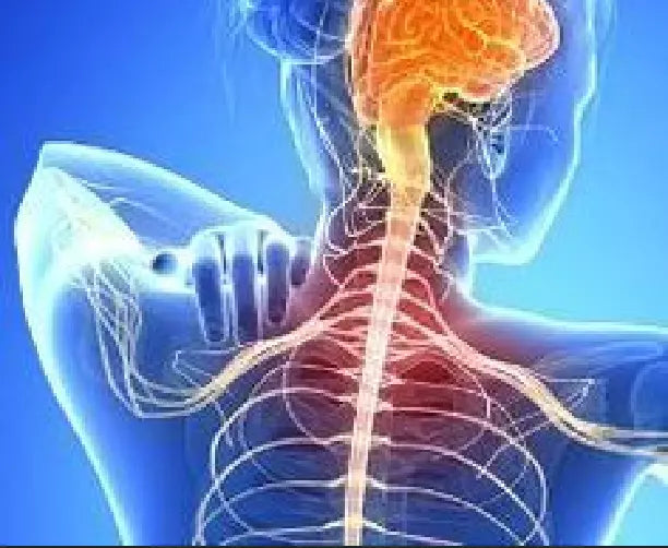 Foam Roller Exercises for Back The Secret to Relieving Pain and Stiff