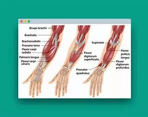 Physical Therapy Grip Strengthening Exercise